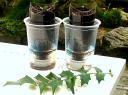 Mahonia seedlings in selfwatering container