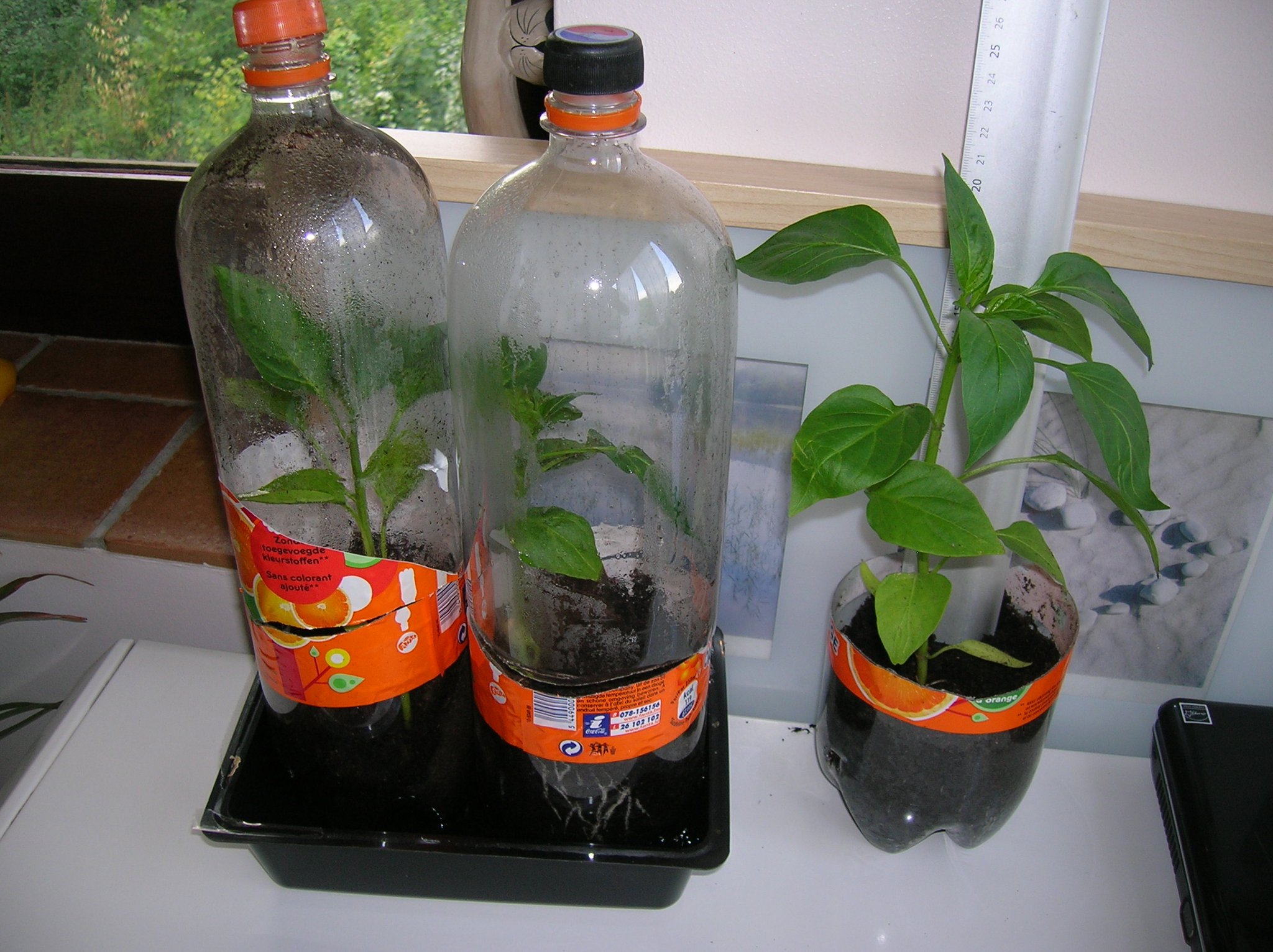 How To Re-purpose A Food Container As A Mini Greenhouse Kids