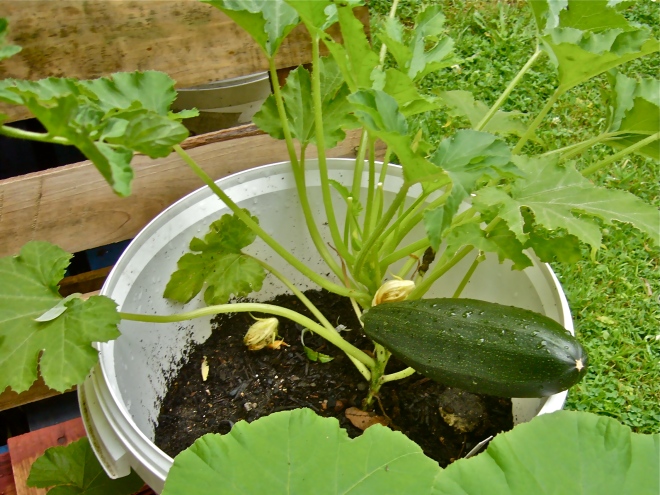 Zucchini flowers and fruit in bucket (Photo WVC)