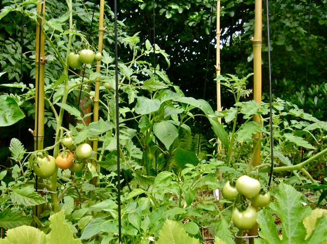 Fruiting tomatoes and bell peppers (flowering) - (Photo WVC)